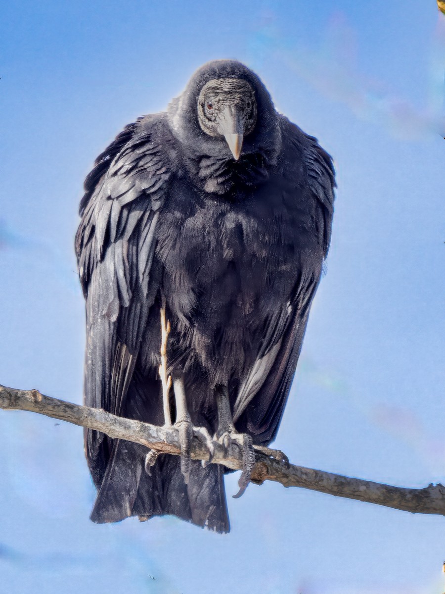 Black Vulture - ML613839511