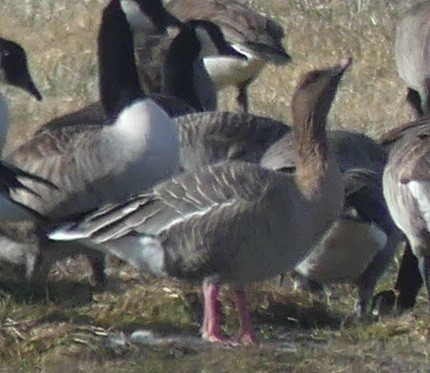 Pink-footed Goose - Kevin Moore