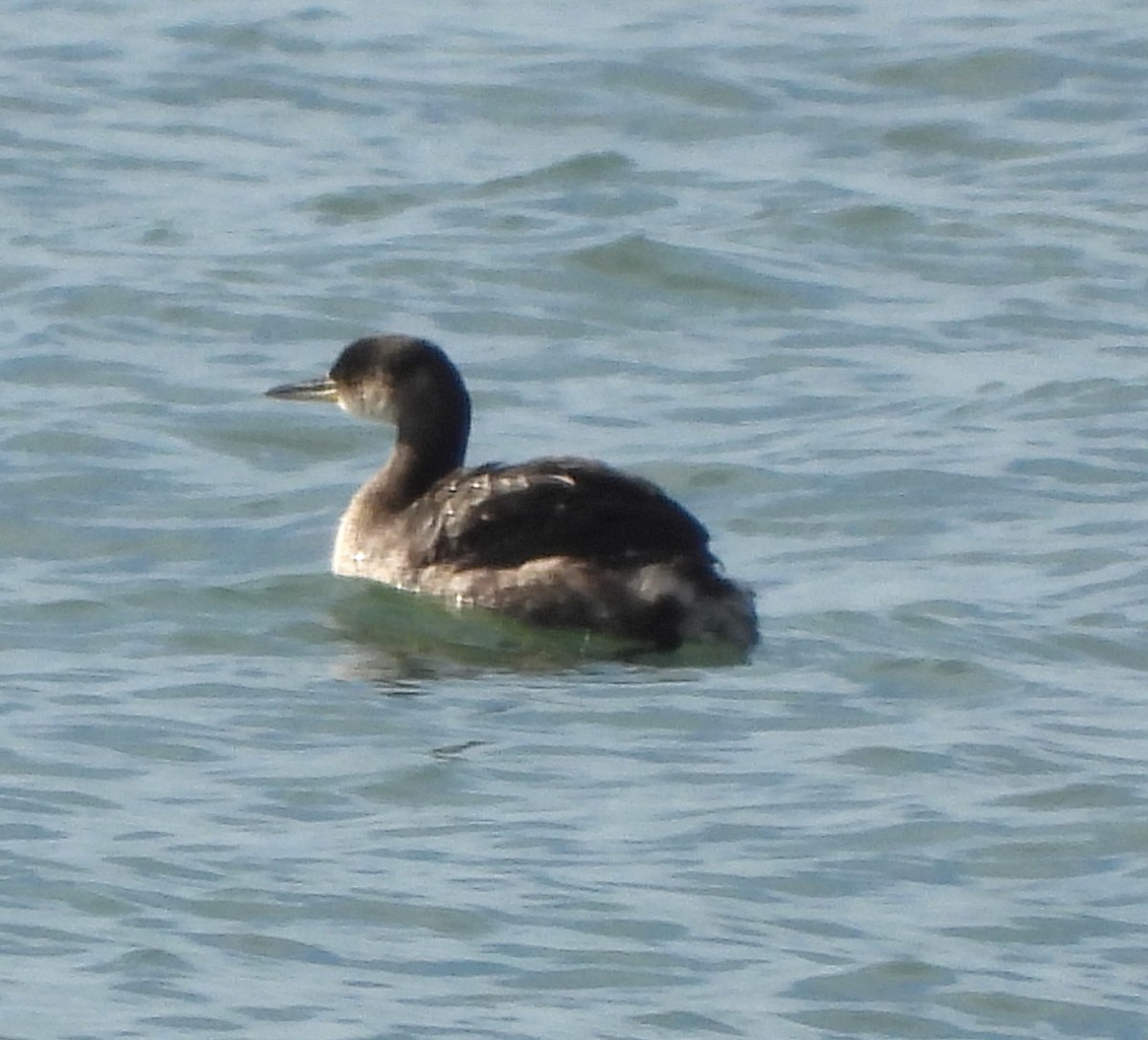 Red-necked Grebe - Lynn Scarlett