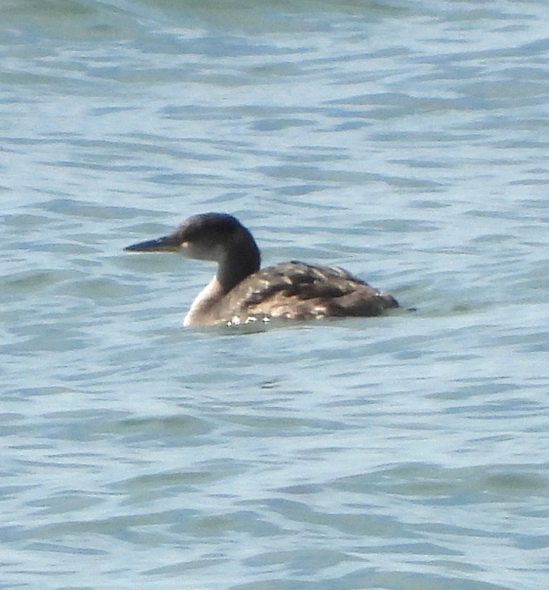 Red-necked Grebe - Lynn Scarlett