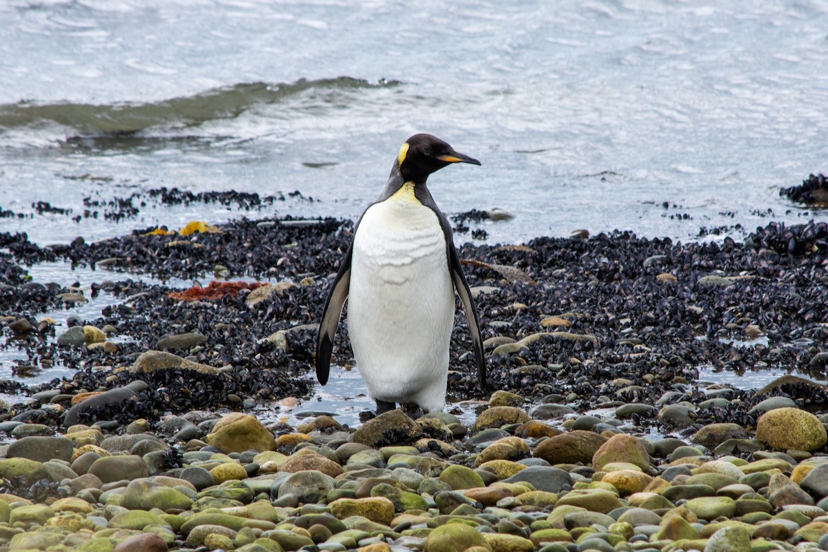 tučňák patagonský - ML613839579