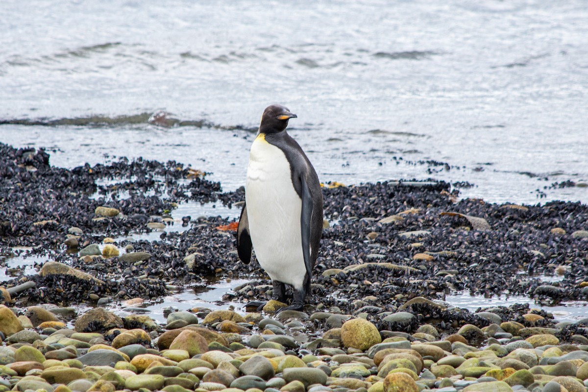 tučňák patagonský - ML613839580