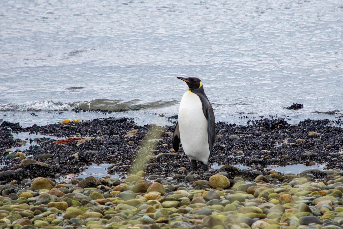 tučňák patagonský - ML613839585