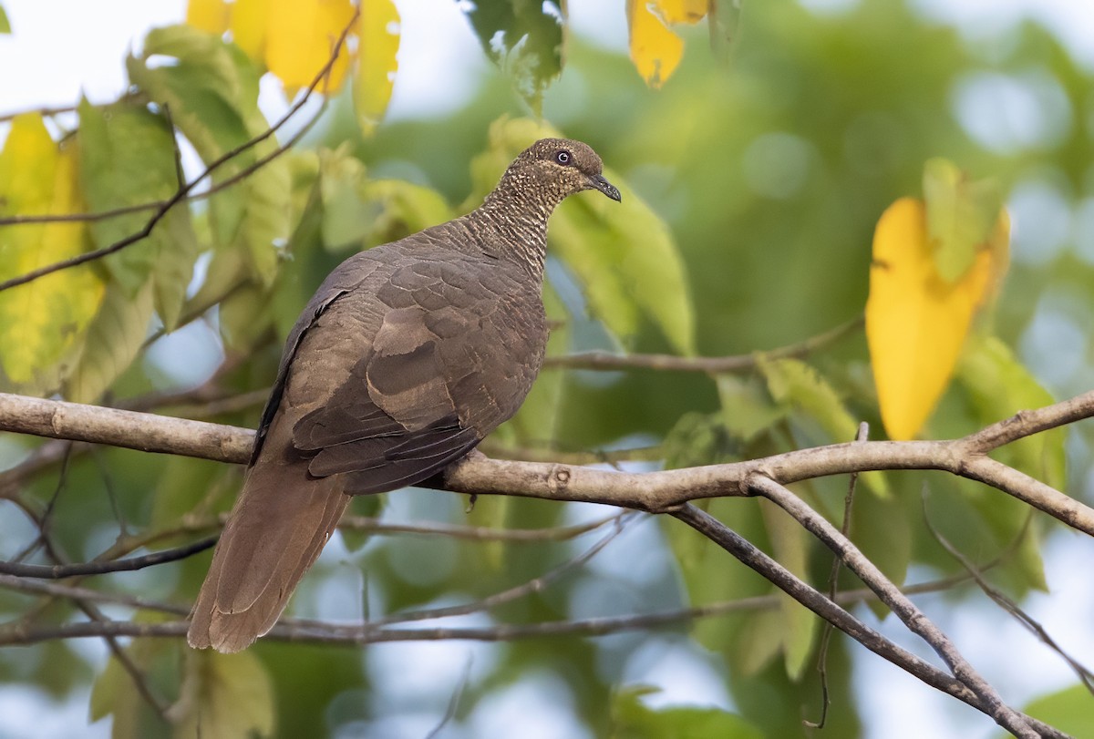 Tanimbar Cuckoo-Dove - Andrew Spencer