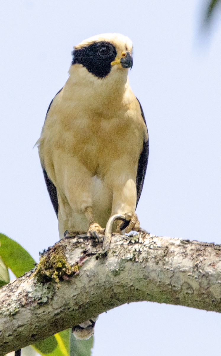 Laughing Falcon - ML613839617