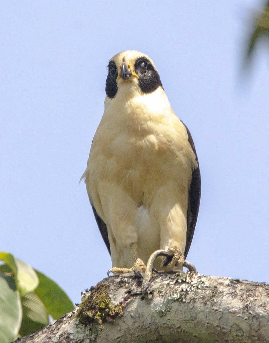 Laughing Falcon - ML613839618