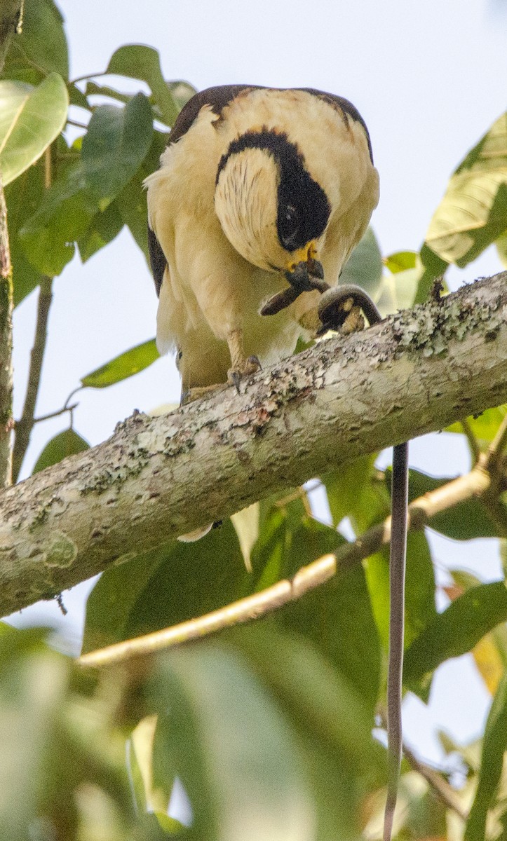 Laughing Falcon - ML613839621