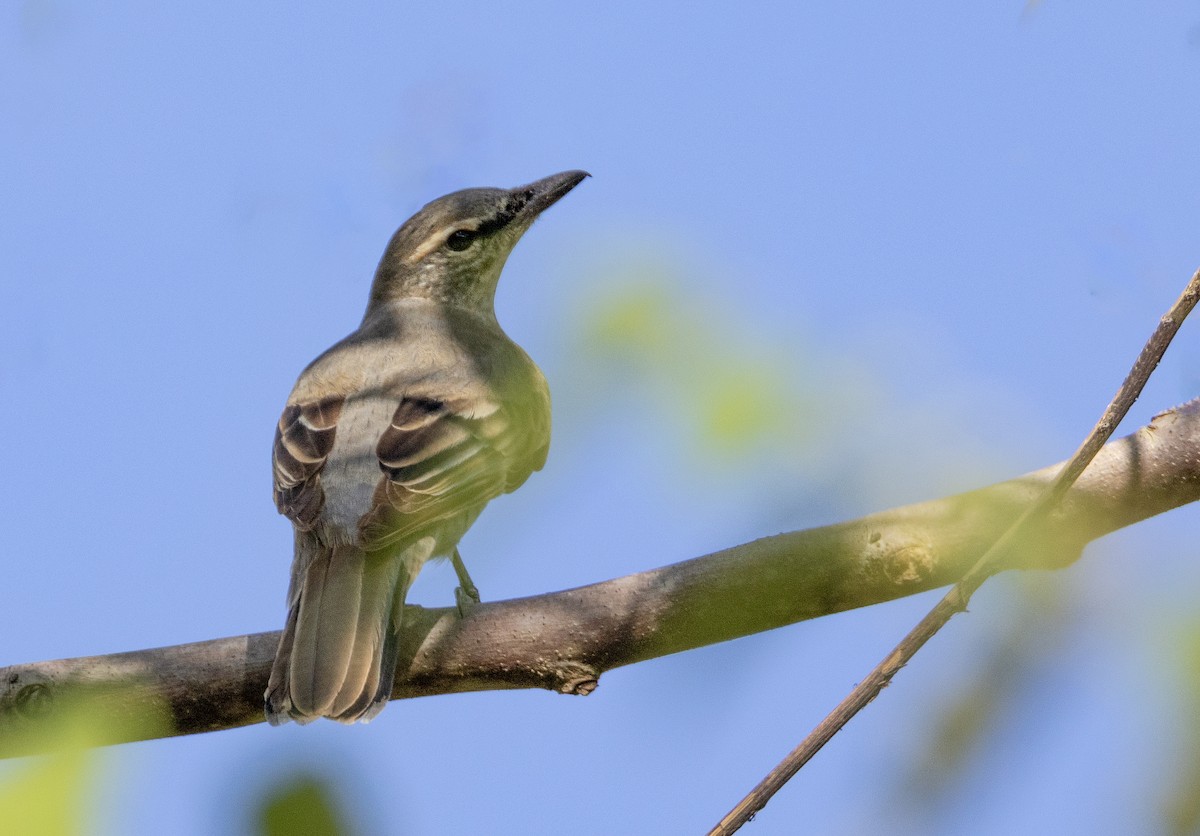 Kai Cicadabird - ML613839664