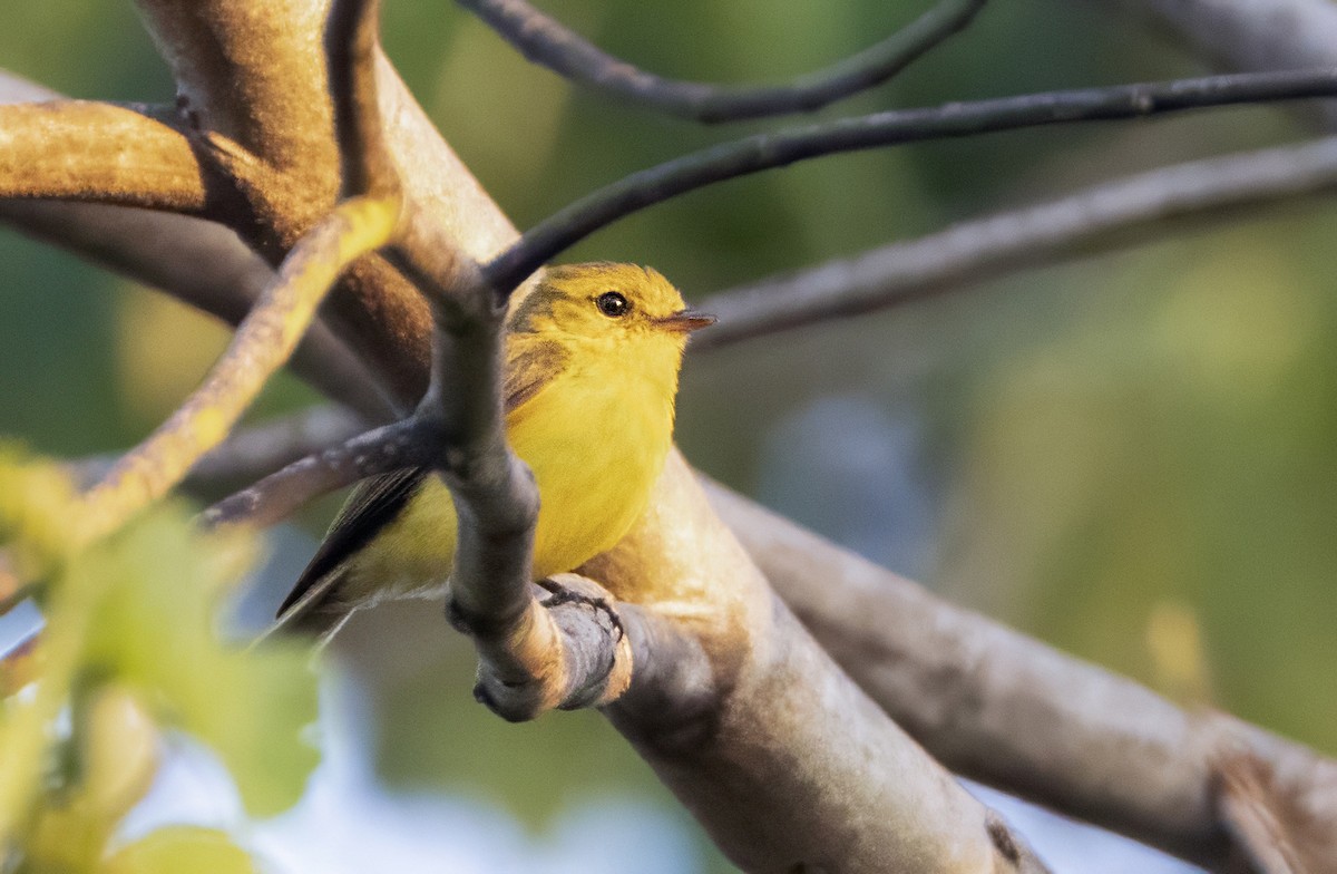 Golden-bellied Flyrobin - ML613839670