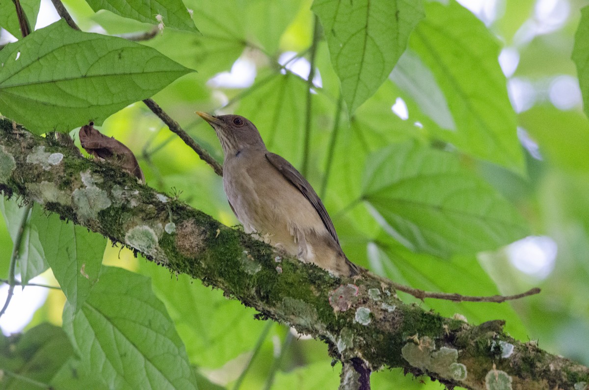 Clay-colored Thrush - ML613839698