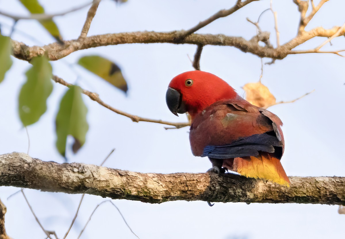 Tanimbar Eclectus - ML613839725