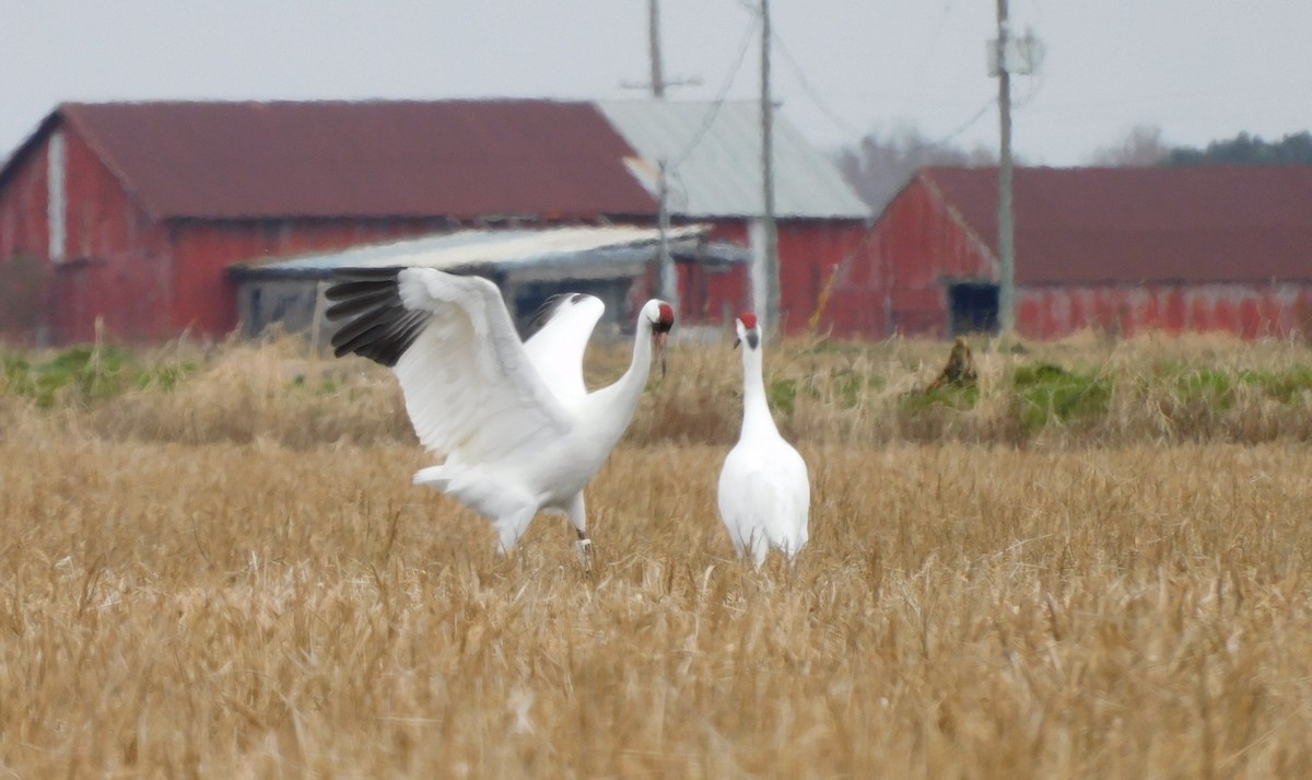 Whooping Crane - ML613839742