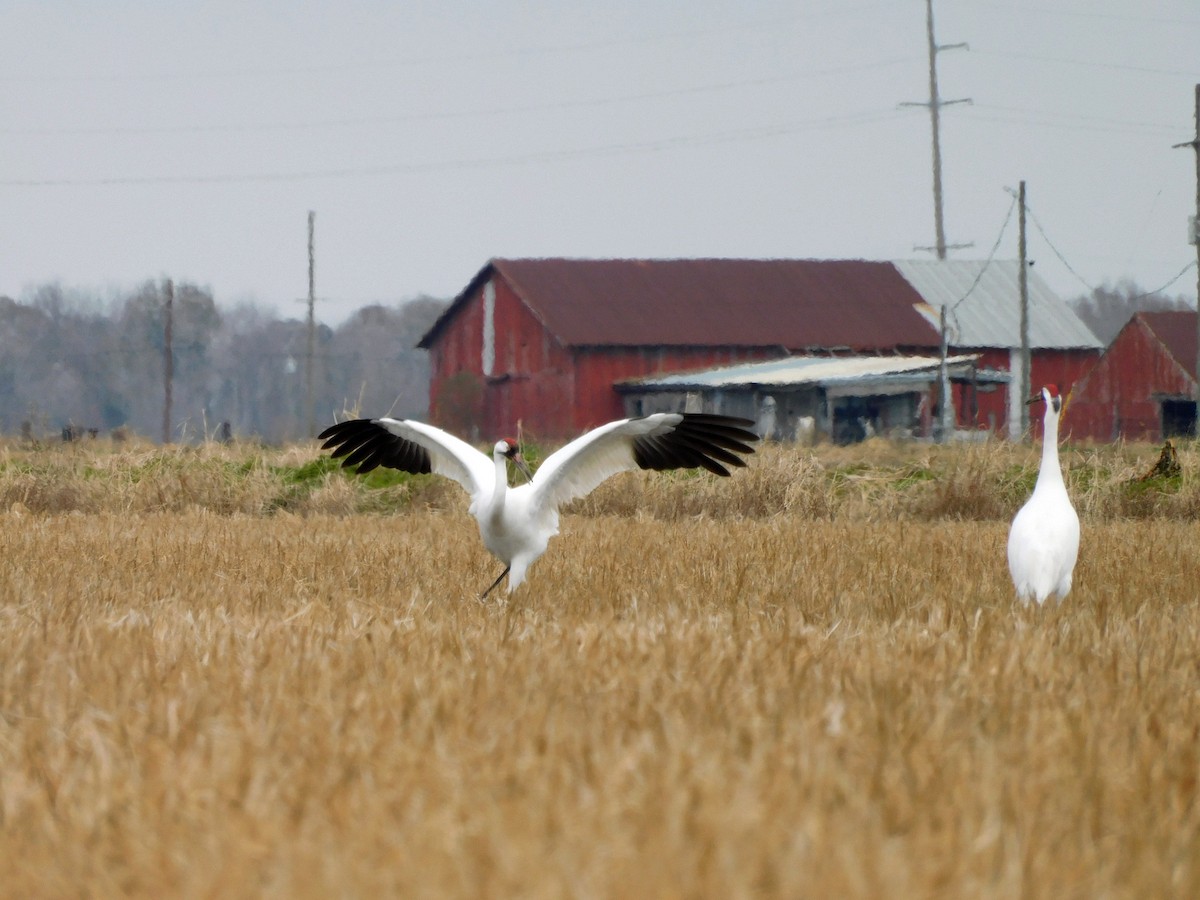 Whooping Crane - ML613839745