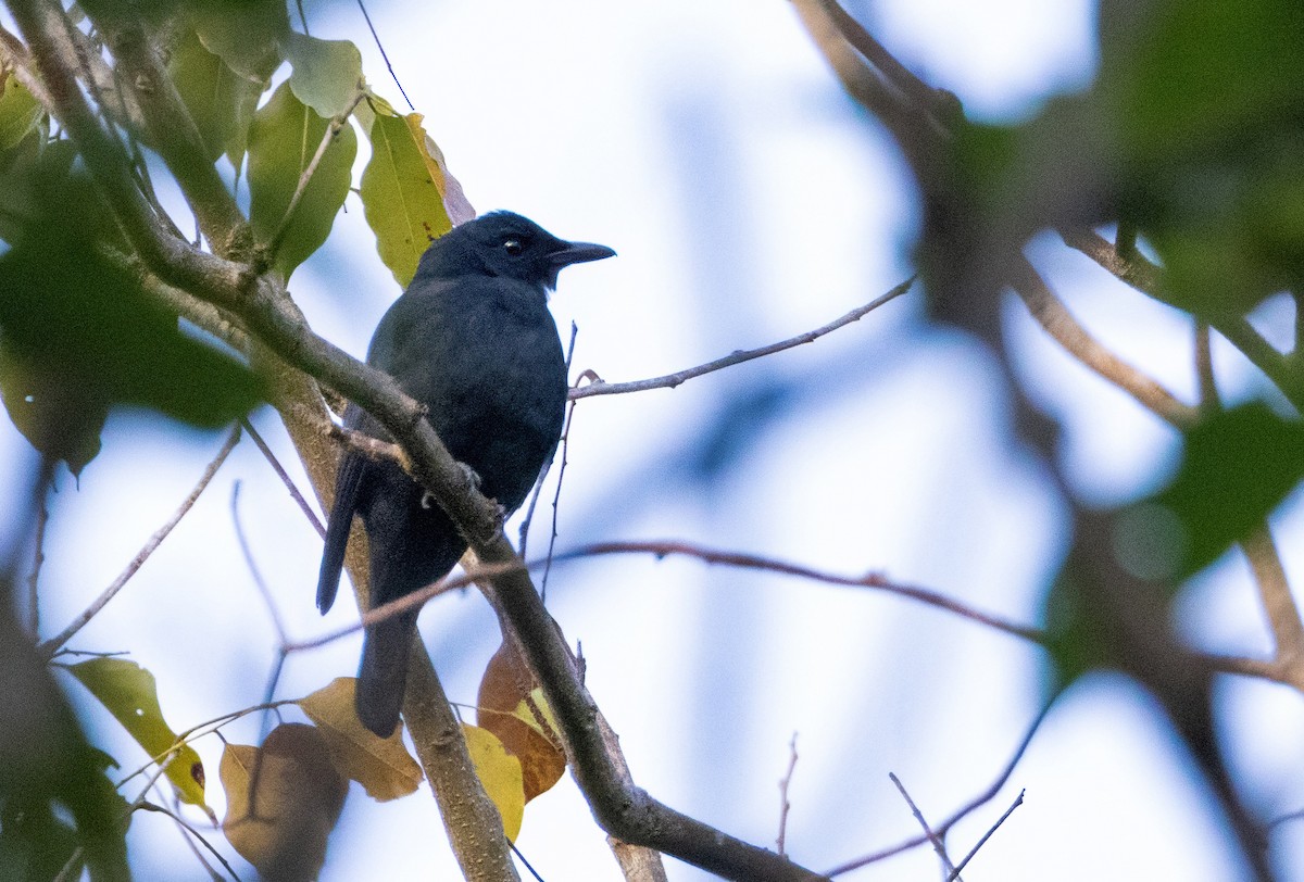 Tanimbar Starling - ML613839750