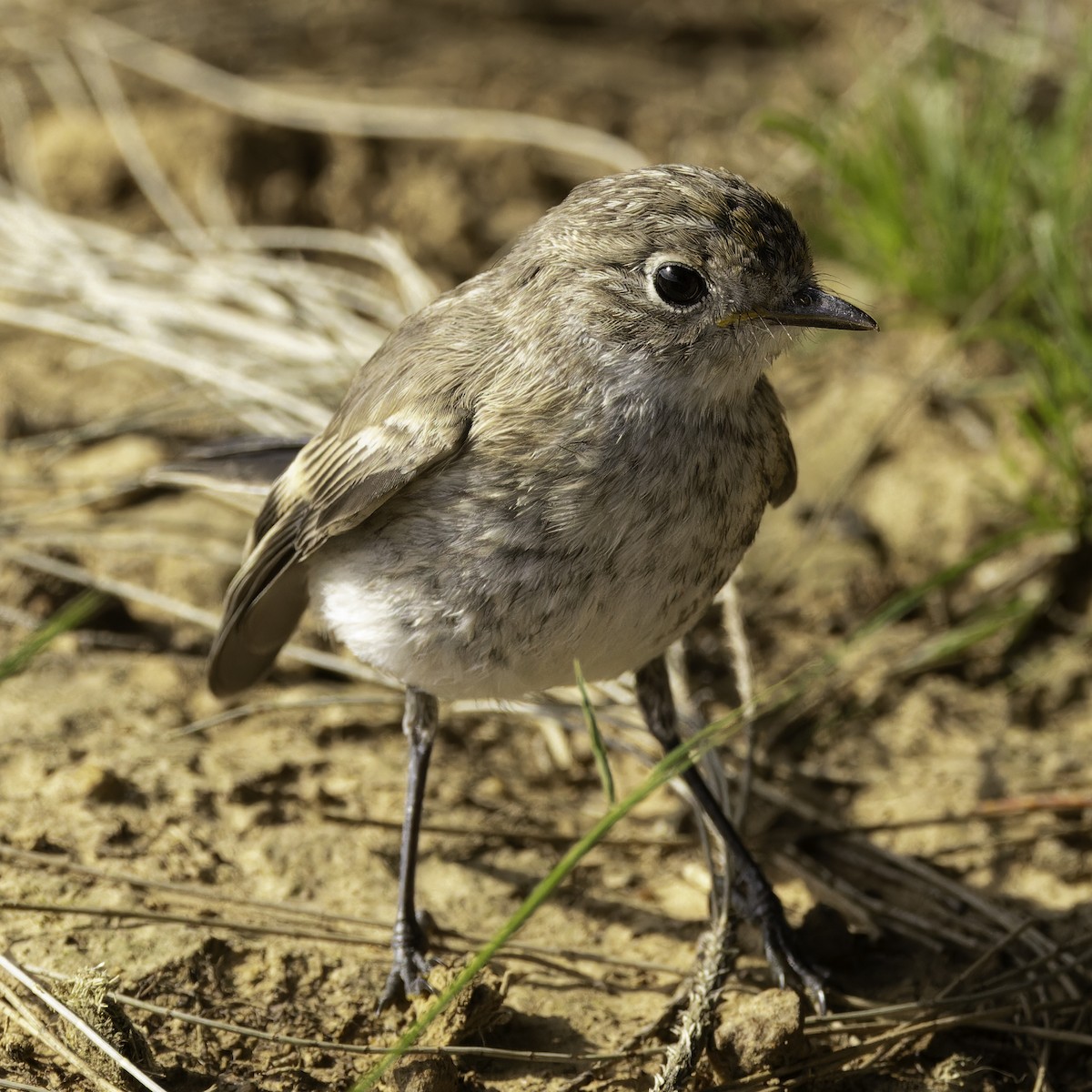 Red-capped Robin - Cedric Bear