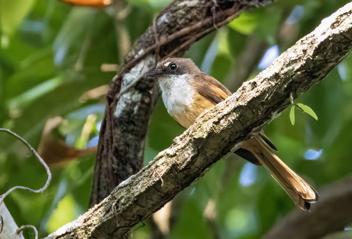 Cinnamon-tailed Fantail - ML613839772