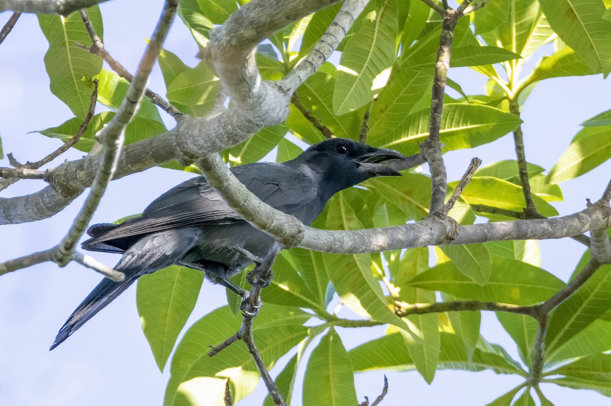 Wallacean Cuckooshrike - ML613839780