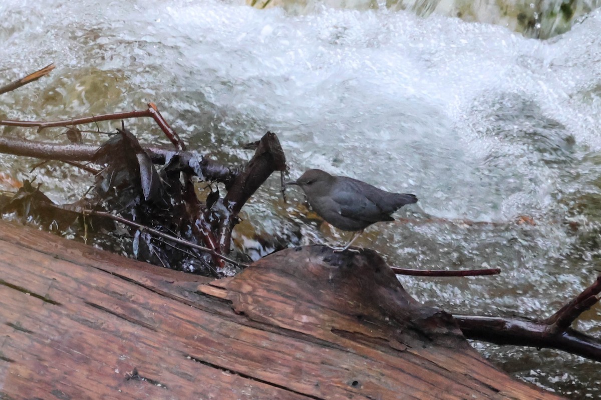 American Dipper - Dan Hayes