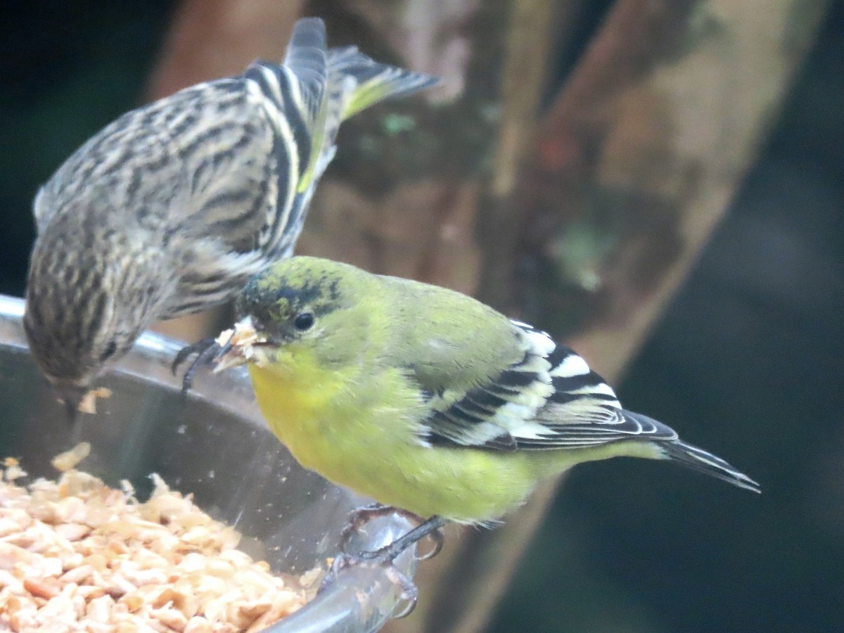 Lesser Goldfinch - ML613839866