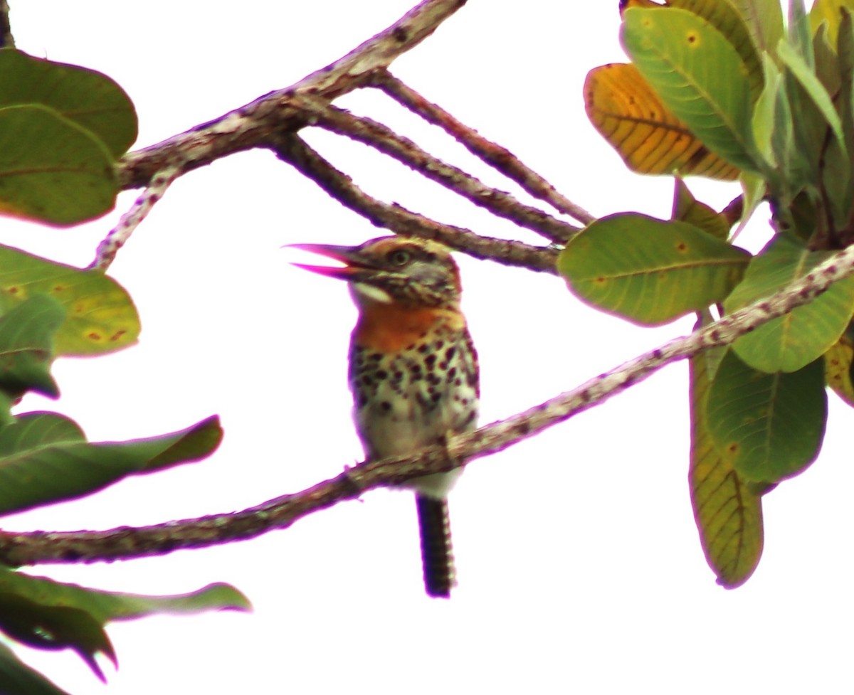 Spot-backed Puffbird (Spot-backed) - ML613839876