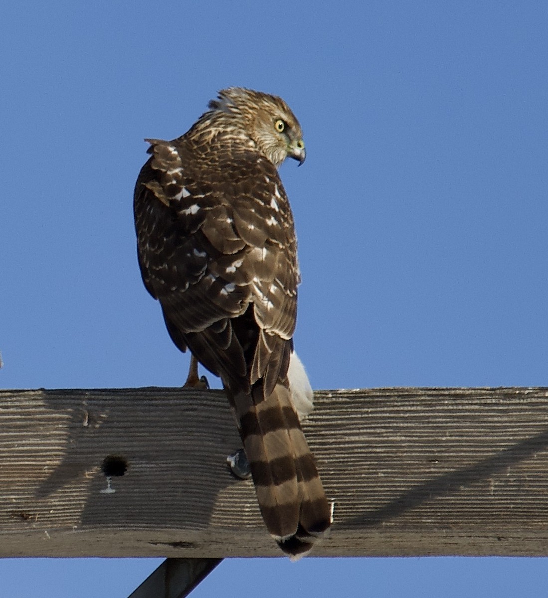 Cooper's Hawk - ML613839897