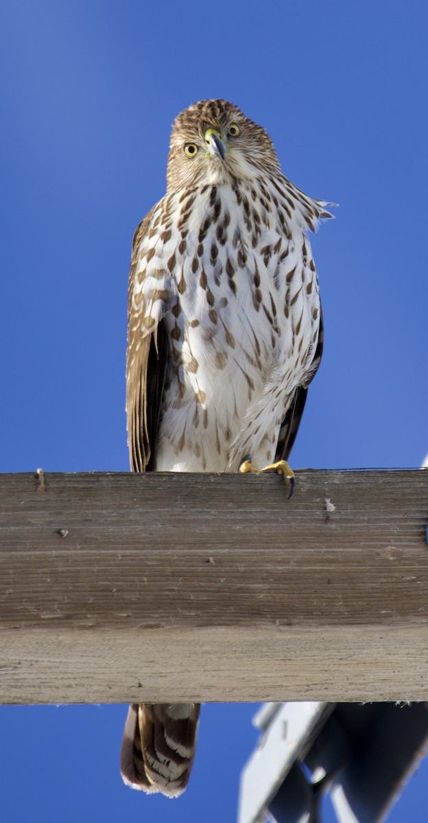 Cooper's Hawk - ML613839898