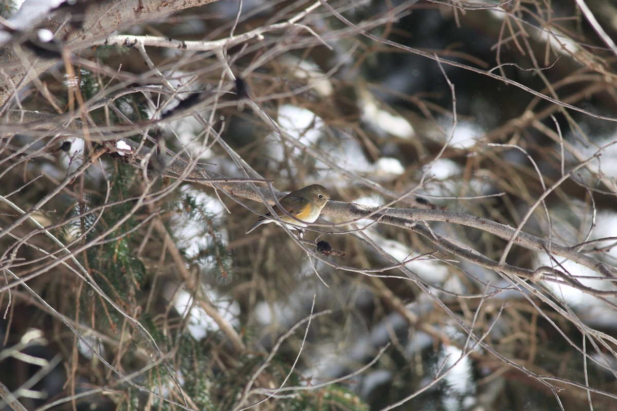 Red-flanked Bluetail - ML613839900
