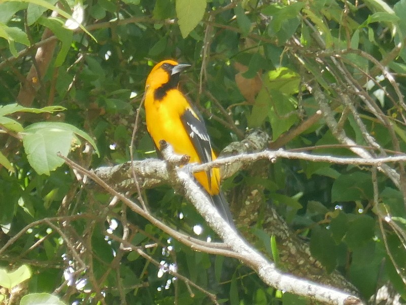 Oriole à gros bec - ML613839908