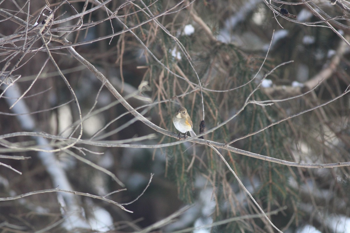 Red-flanked Bluetail - ML613839953