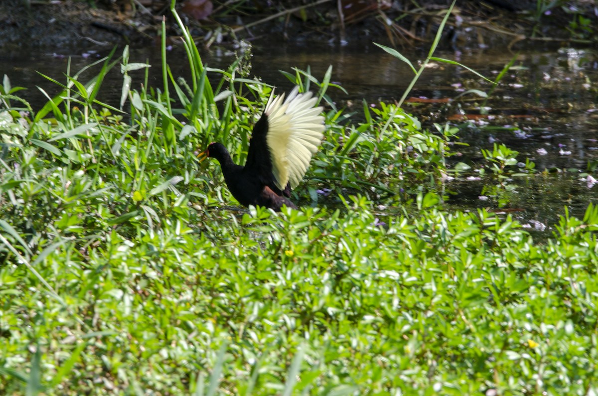 Wattled Jacana - ML613840026