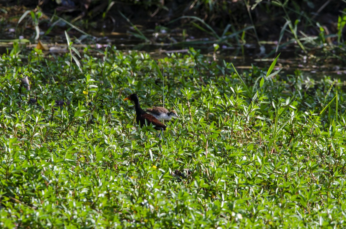 Wattled Jacana - ML613840028