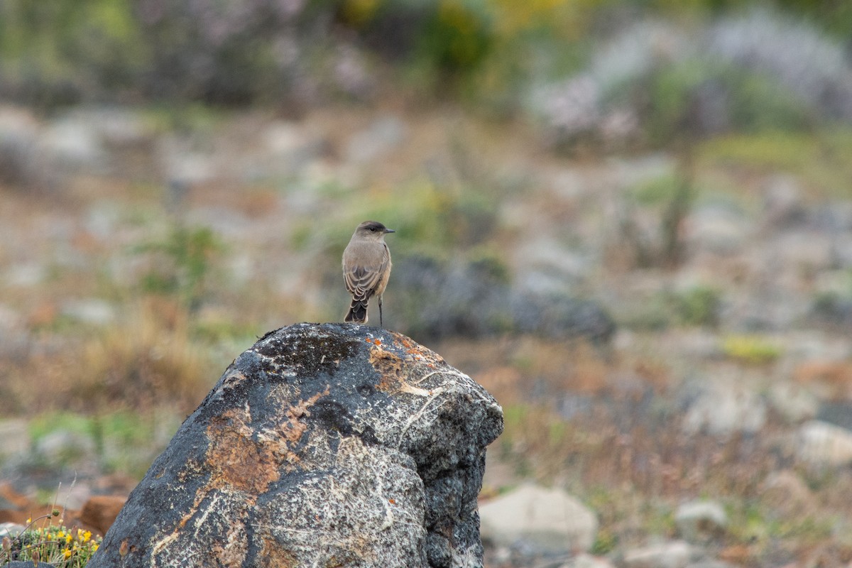 Cinnamon-bellied Ground-Tyrant - ML613840109