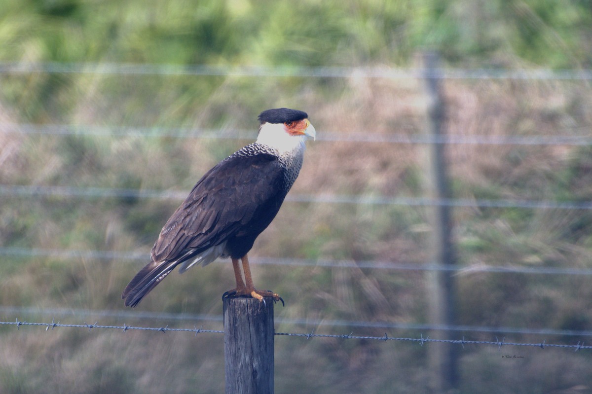 Crested Caracara - Todd Hawkins