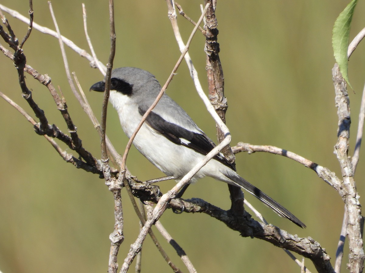 Loggerhead Shrike - ML613840222