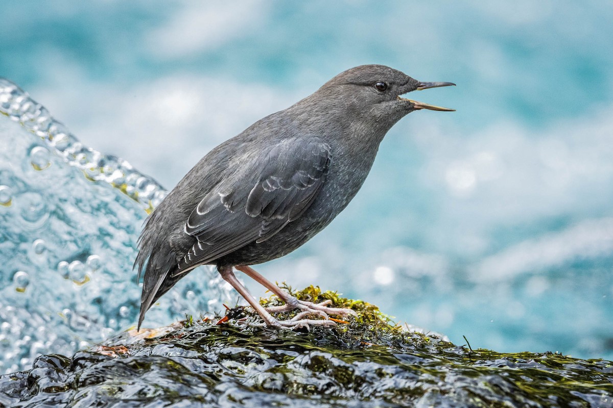 American Dipper - ML613840259