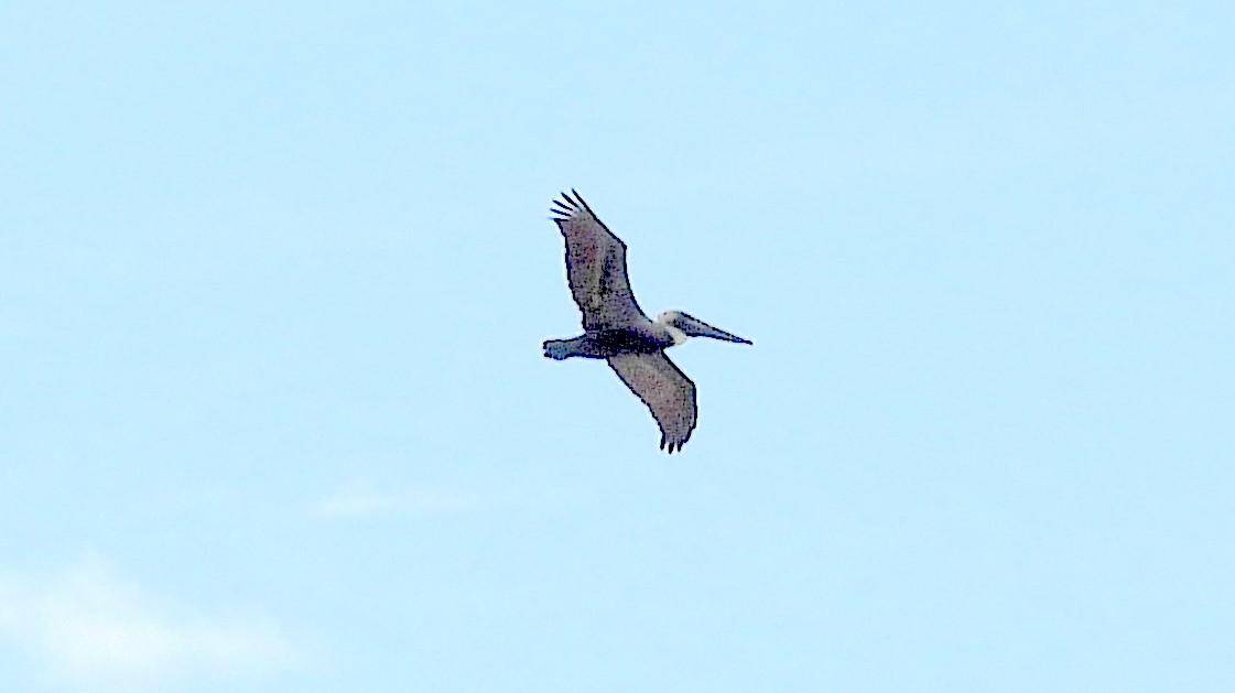 Brown Pelican (Southern) - ML613840307