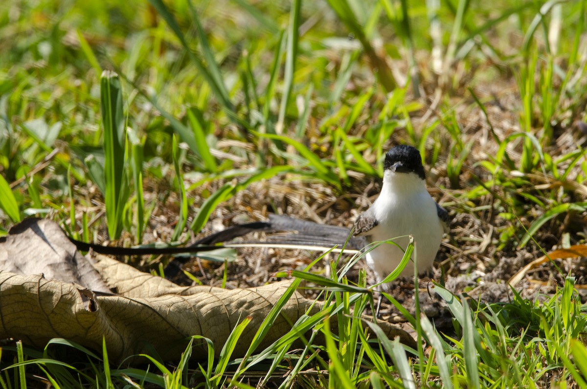 Fork-tailed Flycatcher - ML613840312