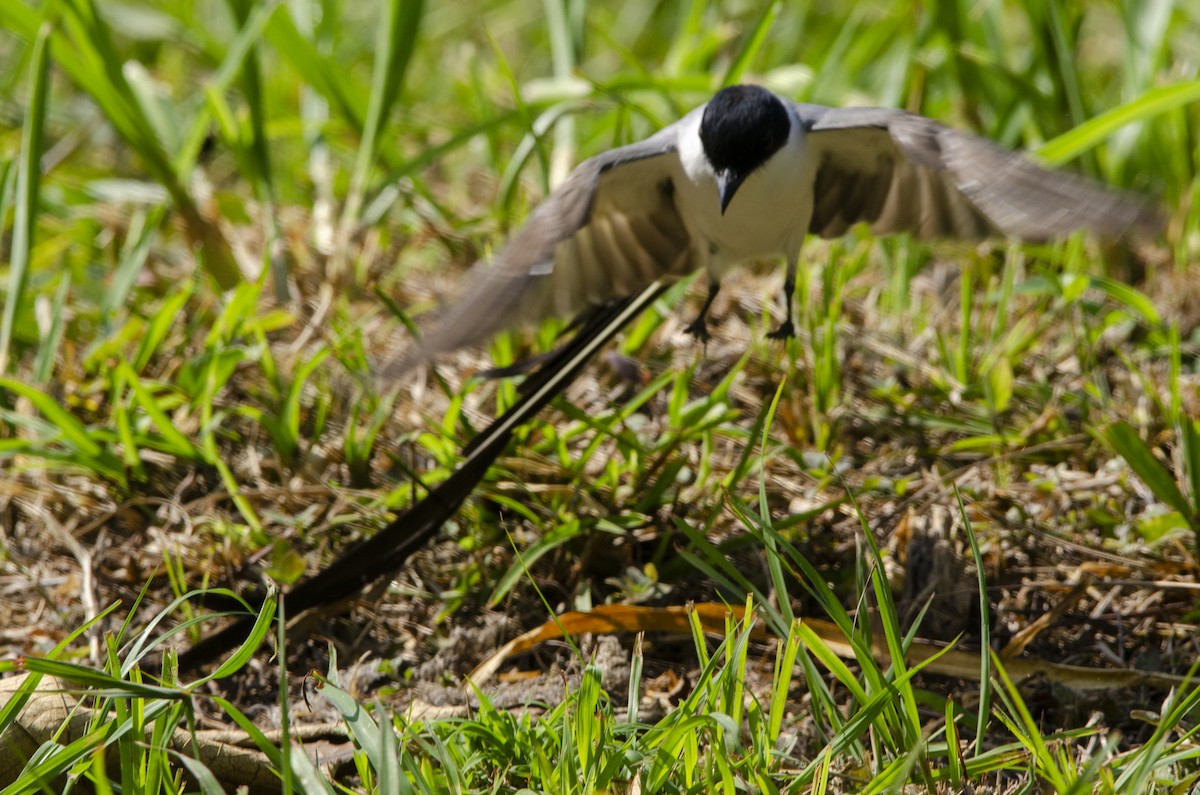 Fork-tailed Flycatcher - ML613840313