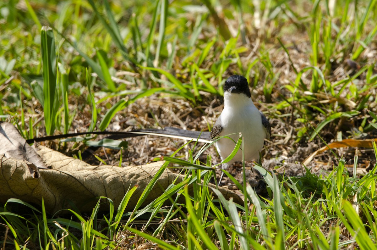 Fork-tailed Flycatcher - ML613840314