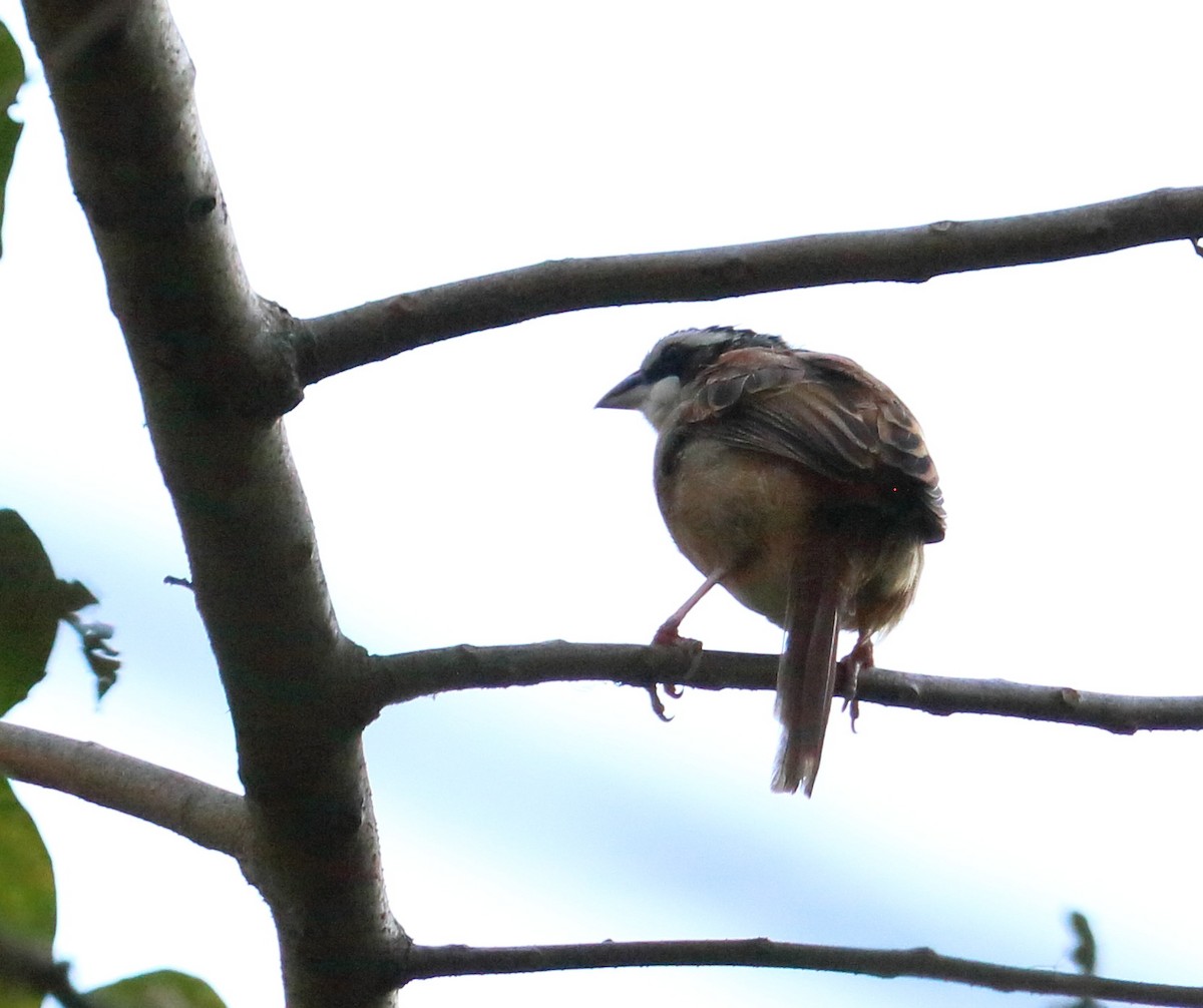 Stripe-headed Sparrow - ML613840431