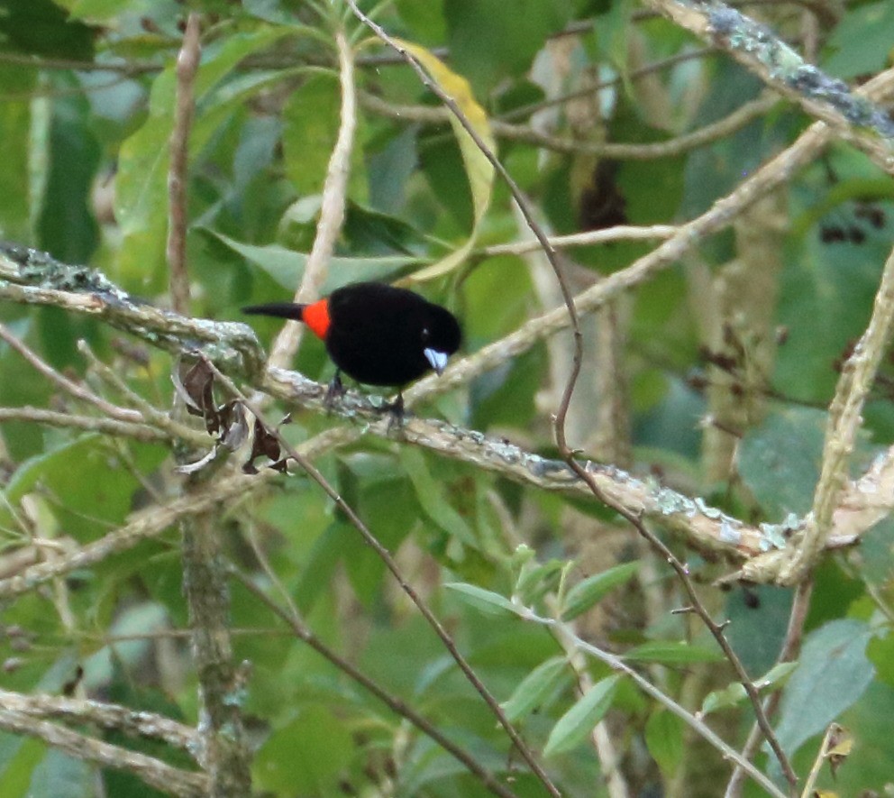 Scarlet-rumped Tanager - ML613840461