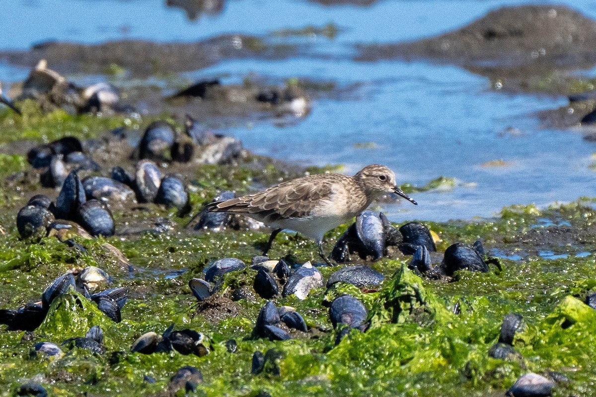 Baird's Sandpiper - ML613840468