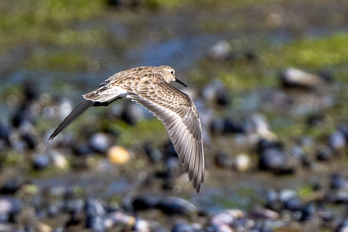 Baird's Sandpiper - ML613840469