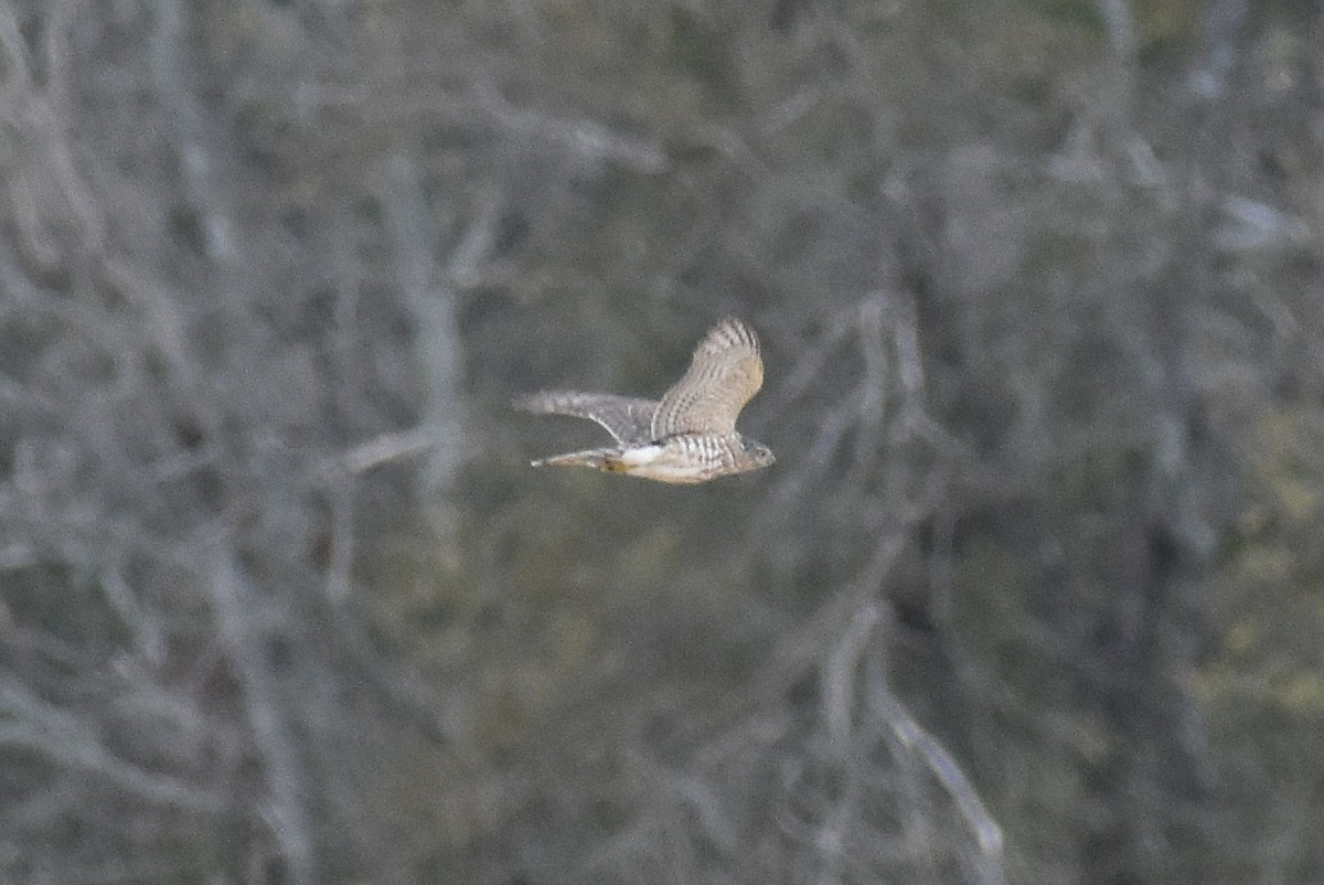 Sharp-shinned Hawk - ML613840481