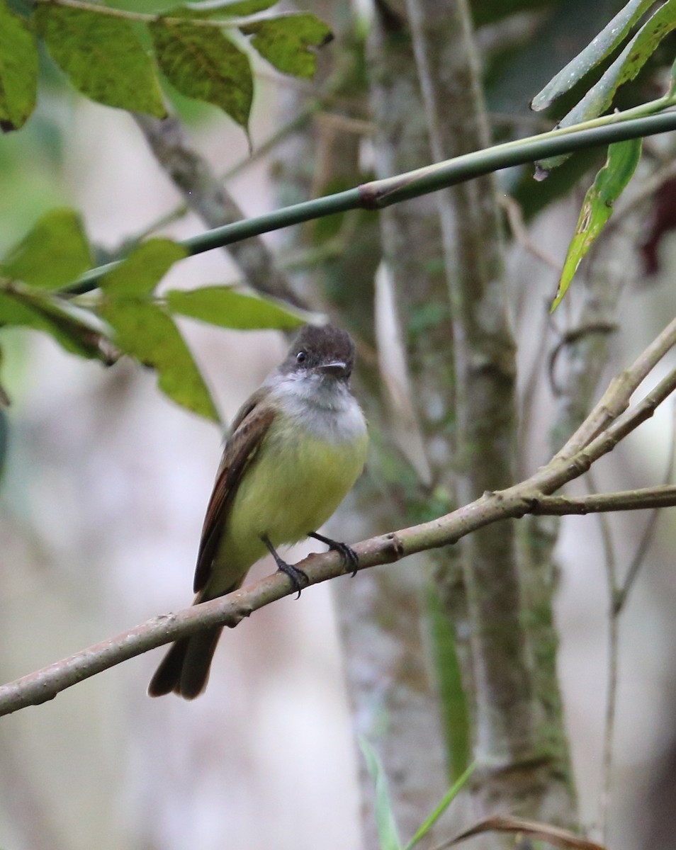 Dusky-capped Flycatcher - ML613840496