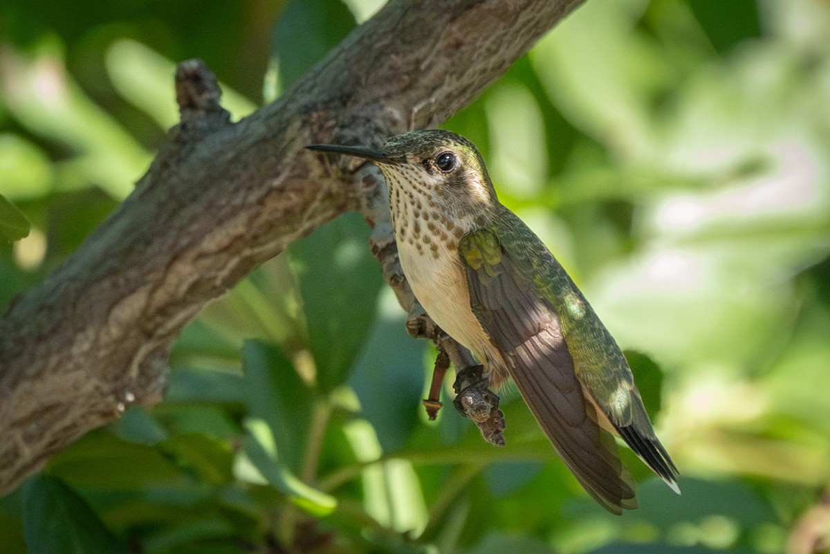 Broad-tailed Hummingbird - ML613840561
