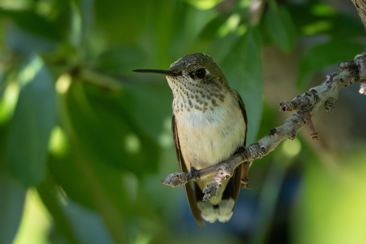Broad-tailed Hummingbird - ML613840565