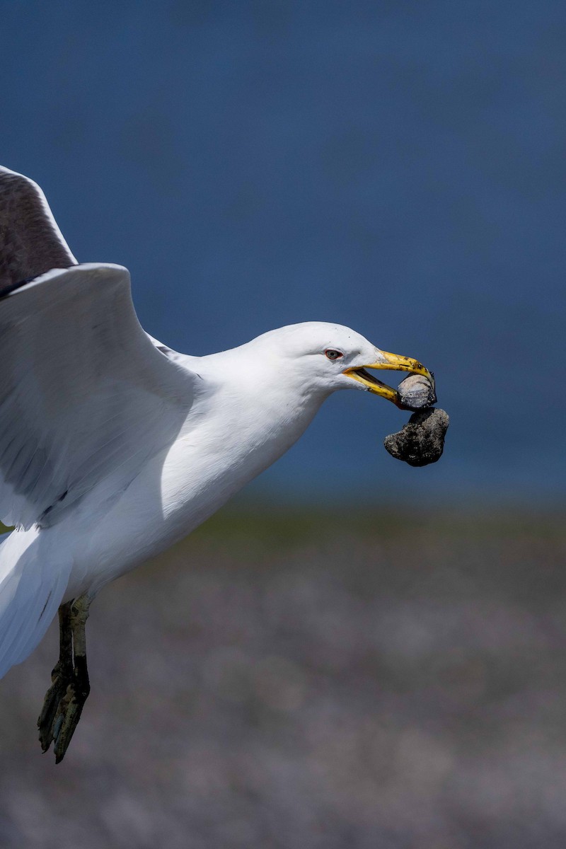 Gaviota Cocinera - ML613840661