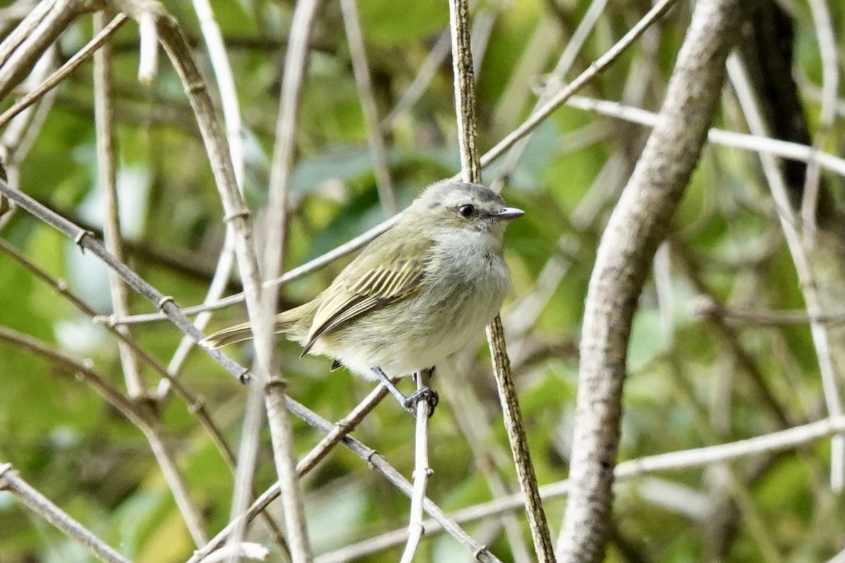 Mistletoe Tyrannulet - ML613840673