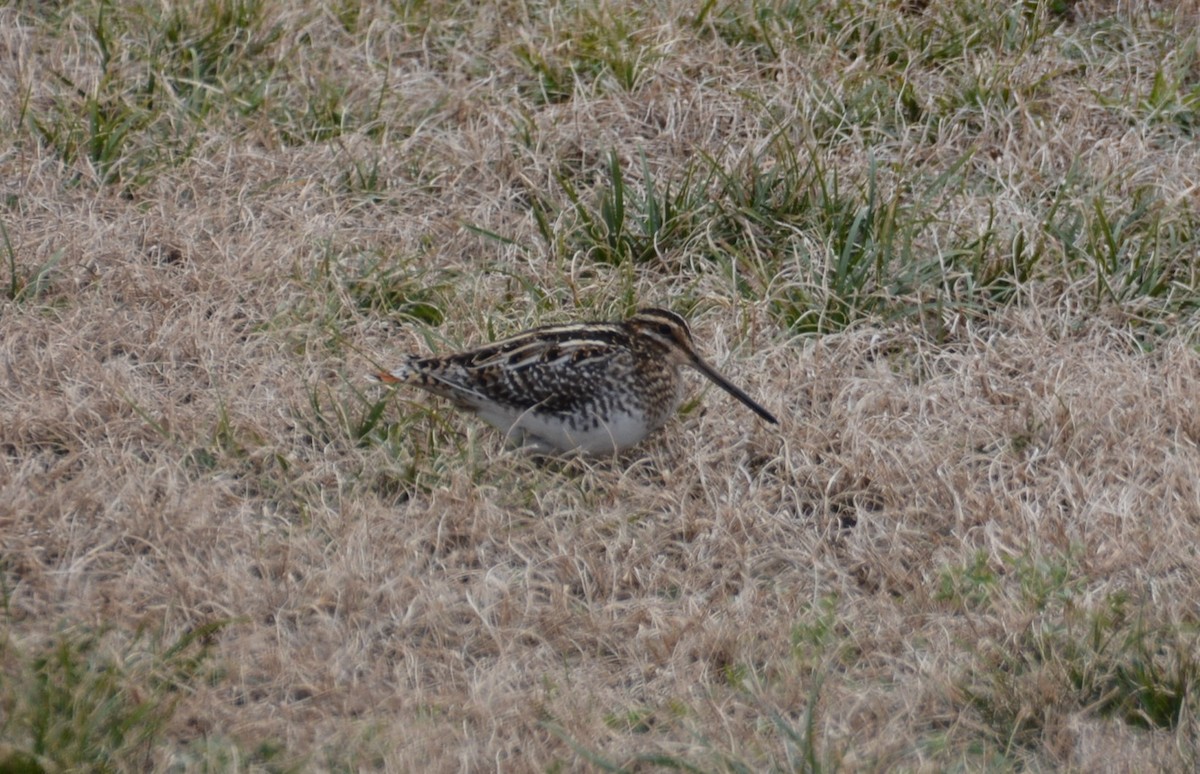 Wilson's Snipe - Larry Raymond